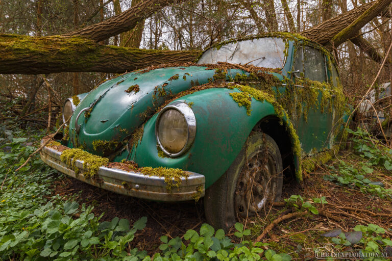 ID:10002 | Moss Beetle